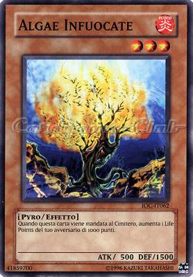 IOC-IT062 Algae Infuocate comune (IT) -NEAR MINT-