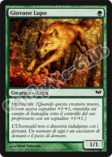 134 / 158 Giovane Lupo comune (IT) -NEAR MINT-