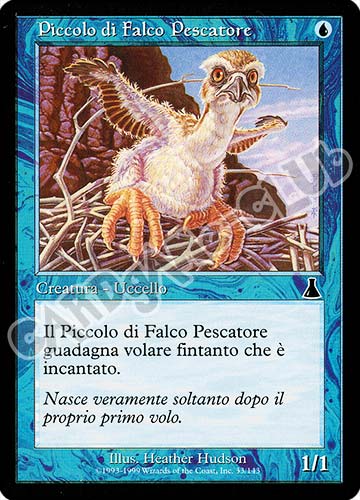 033 / 143 Piccolo di  Falco Pescatore comune (IT) -NEAR MINT-