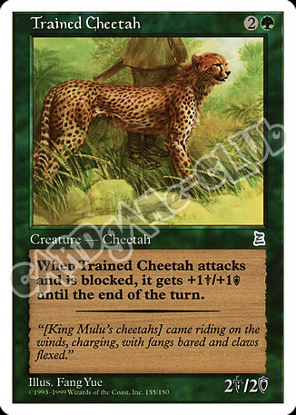 Trained Cheetha non comune (EN) -NEAR MINT-