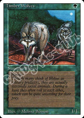 Timber Wolves rara (EN) -NEAR MINT-