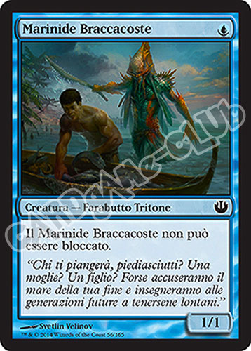 056 / 165 Marinide Braccacoste comune (IT) -NEAR MINT-