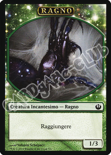 5 / 6 Ragno comune (IT)