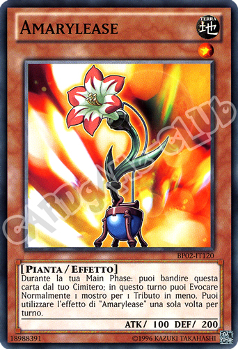 BP02-IT120 Amarylease comune unlimited (IT)