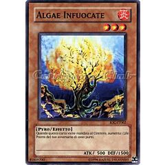 IOC-IT062 Algae Infuocate comune (IT) -NEAR MINT-