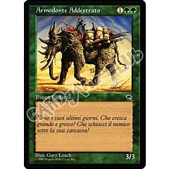 Armodonte Addestrato comune (IT) -NEAR MINT-