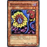 SDSC-IT012 Mandragola Pianta Magica comune 1a Edizione (IT) -NEAR MINT-