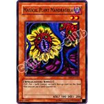 DR1-EN127 Magical Plant Mandragola comune (EN) -NEAR MINT-