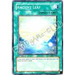ANPR-EN061 Ancient Leaf comune 1st Edition (EN) -NEAR MINT-