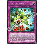 BP02-IT192 Semi del Male comune mosaico unlimited (IT)