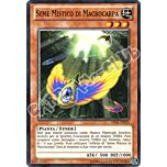 LVAL-IT035 Seme Mistico di Macrocarpa comune Unlimited (IT) -NEAR MINT-