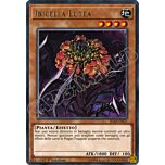 IGAS-IT027 Ibicella Lutea rara 1a Edizione (IT) -NEAR MINT-